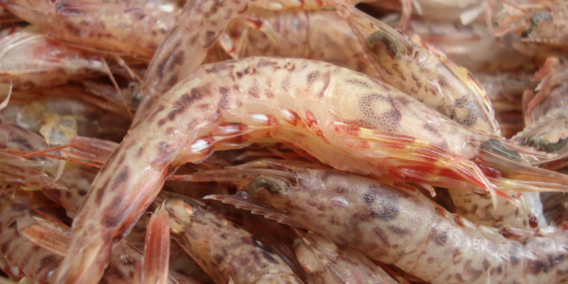Tips for choosing fresh iron shrimp