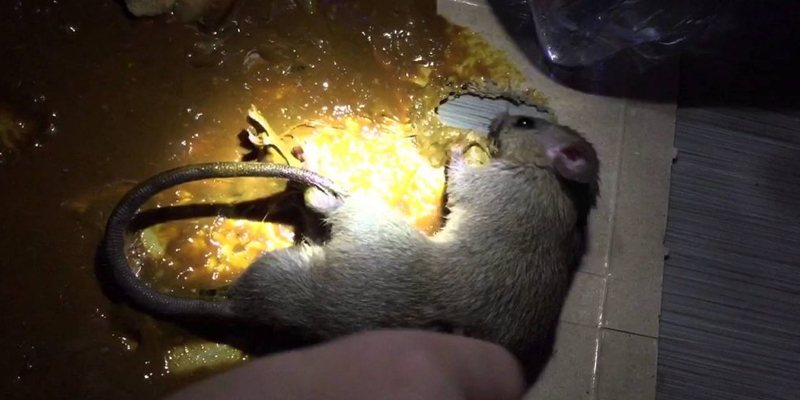 Cách làm keo bẫy chuột