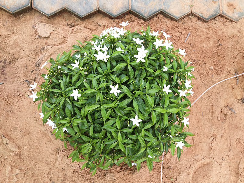 Đánh giá camera HTC 10 Evo Đánh giá camera HTC 10 Evo