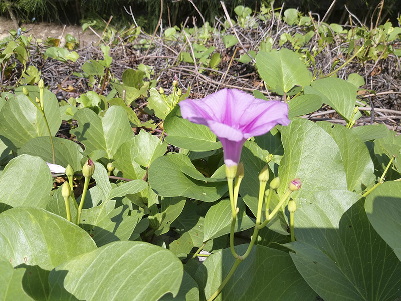 Đánh giá camera HTC 10 Evo Đánh giá camera HTC 10 Evo