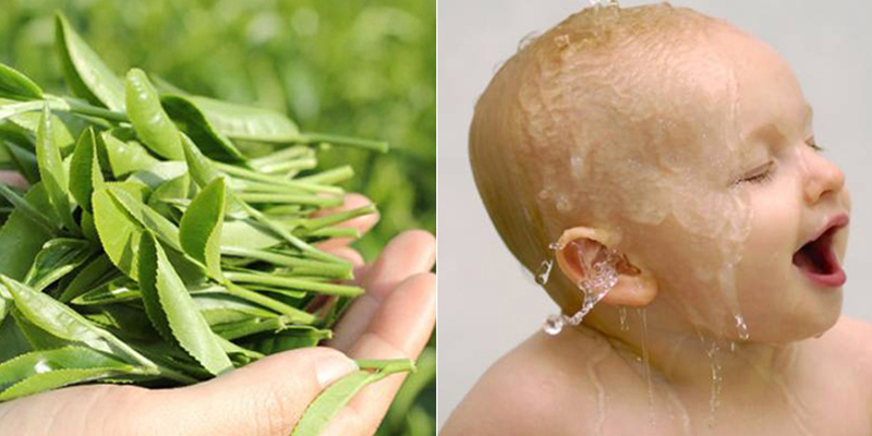 Lá trà xanh giúp da bé chống khuẩn rất tốt Lá trà xanh giúp da bé chống khuẩn rất tốt