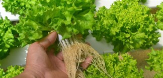 Cách trồng rau thủy canh với vỏ chai nước suối, nước ngọt