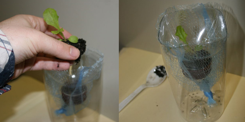 Cách trồng rau thủy canh độc đáo với vỏ chai nước tái chế