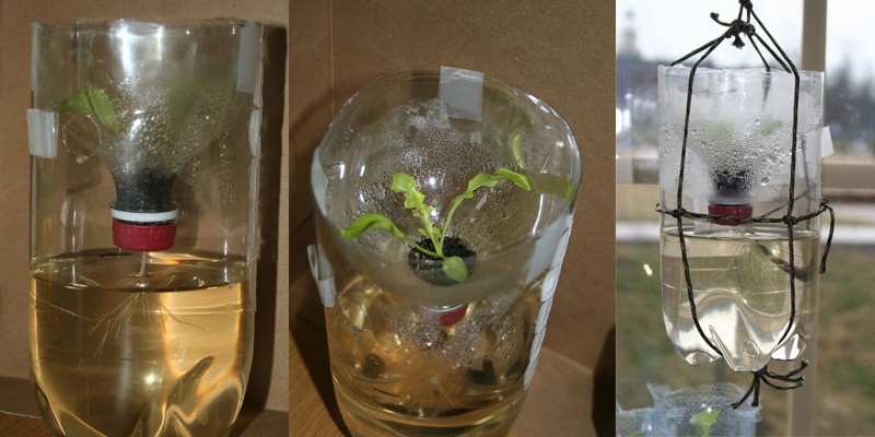 Cách trồng rau thủy canh độc đáo với vỏ chai nước tái chế