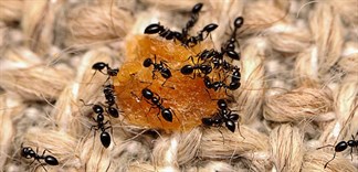 Cách diệt trừ các loại côn trùng trong nhà an toàn, hiệu quả
