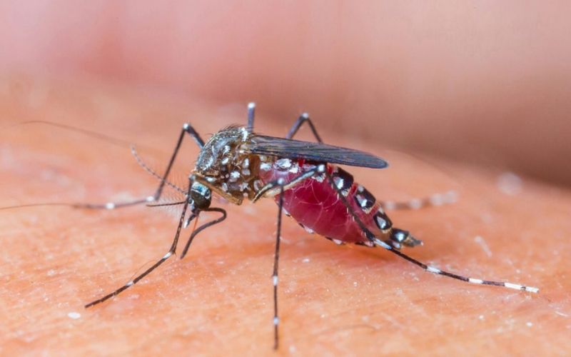 Cách trị muỗi cắn an toàn cho bé