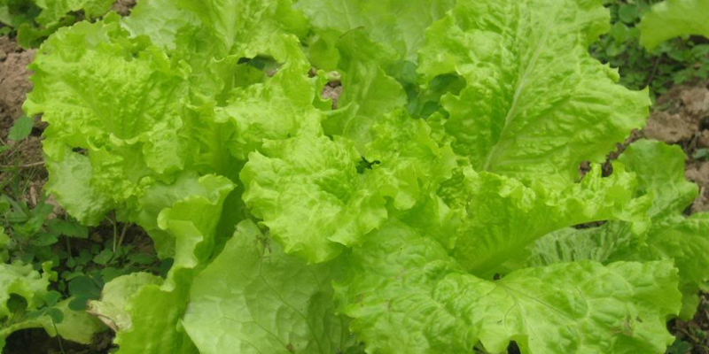 How to choose and buy vegetables without chemicals for mixed salad