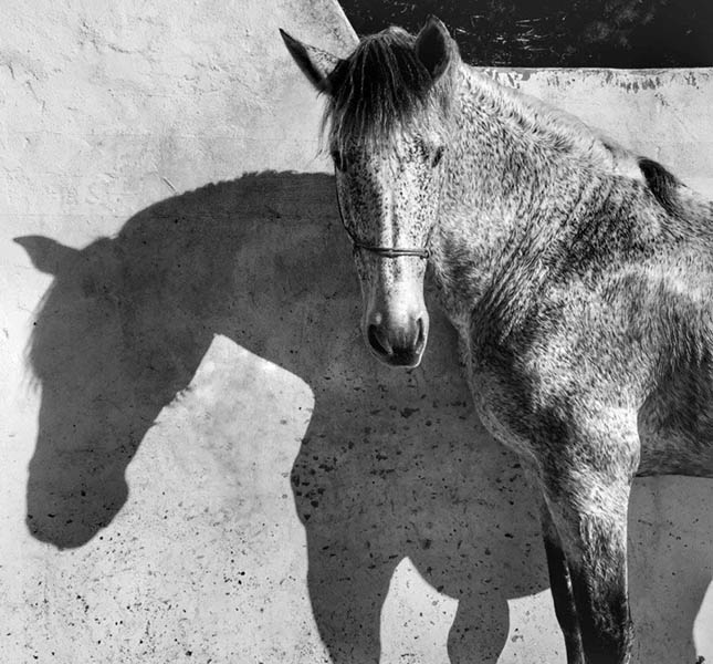 Animals - Francesca Tonegutti Animals - Francesca Tonegutti