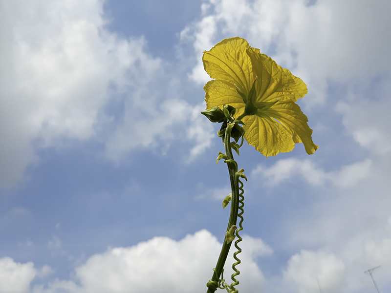 Đánh giá camera Galaxy J7 Pro Đánh giá camera Galaxy J7 Pro