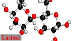 Đường lactose là gì? Vai trò và nguồn thực phẩm cung cấp lactose cho cơ thể