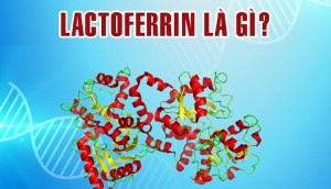 Lactoferrin là gì?