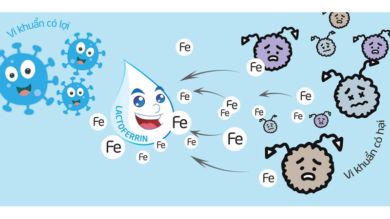 What is Lactoferrin?