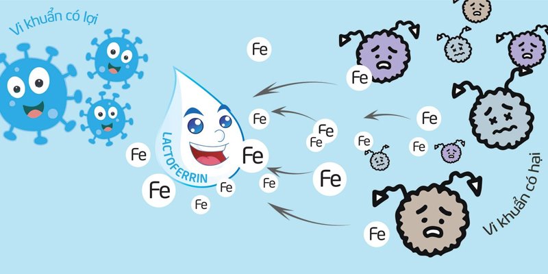 Lactoferrin là gì và tầm quan trọng của nó?-2 Lactoferrin là gì và tầm quan trọng của nó?-2