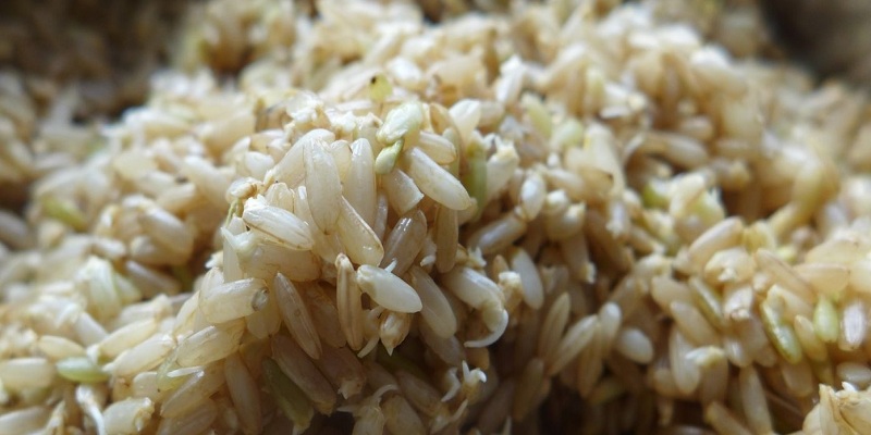Có nên cho trẻ ăn gạo mầm?