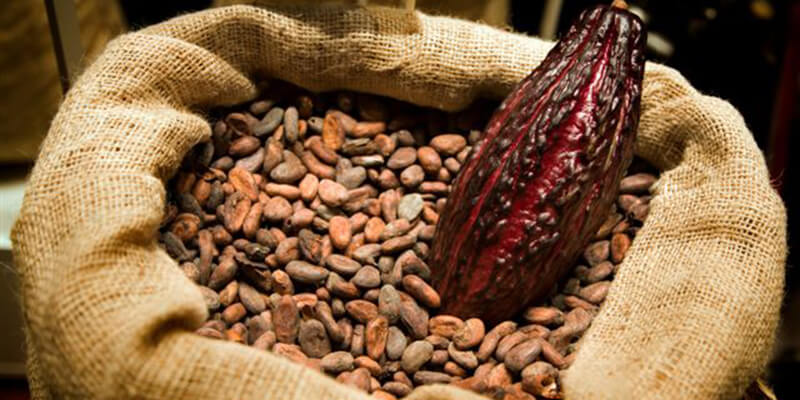 Uống cacao có mập lên? Câu trả lời khiến bạn phải bất ngờ