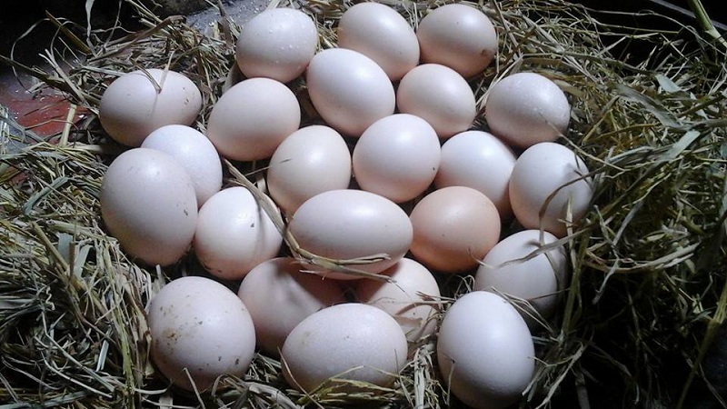 Sử dụng trứng gà thế nào để tốt cho sức khoẻ?