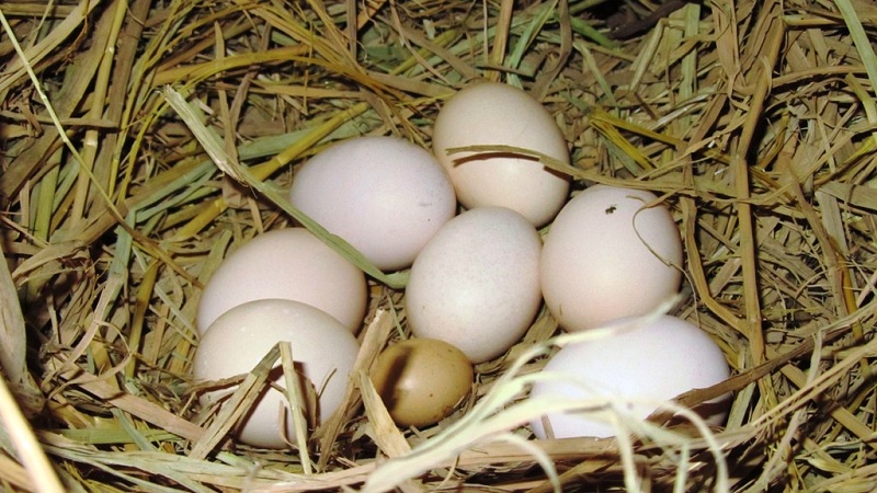 Trứng gà – Sử dụng thế nào để tốt cho sức khoẻ?