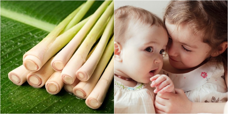 Đuổi muỗi bằng sả Đuổi muỗi bằng sả