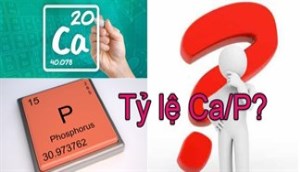 Tỷ lệ Ca/P (Canxi/ Phốt pho) là gì?