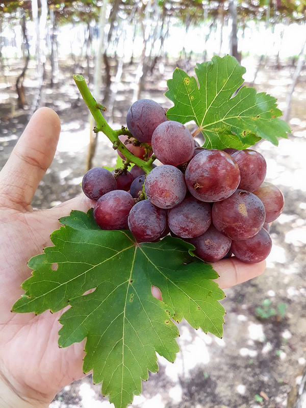 Samsung J7pro 2017 Samsung J7pro 2017