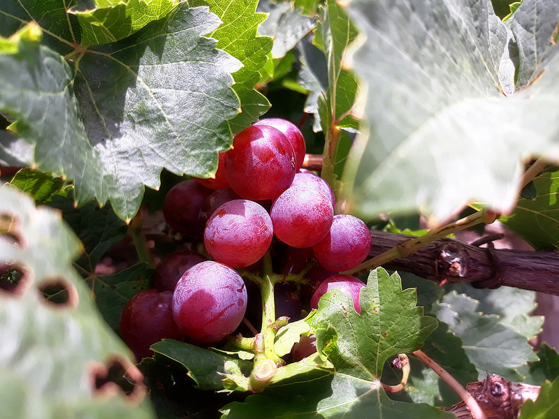 Samsung J7pro 2017 Samsung J7pro 2017