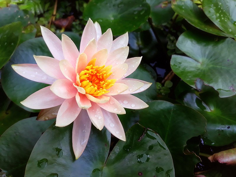 Samsung J7pro 2017 Samsung J7pro 2017