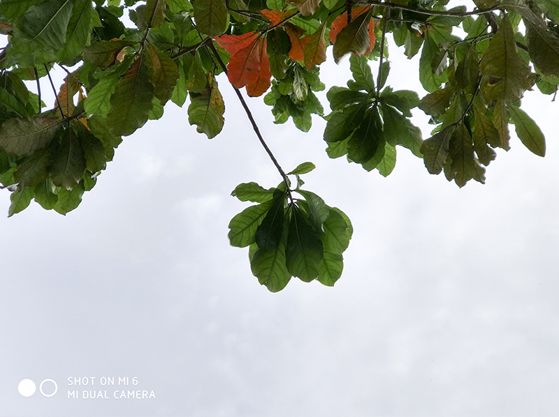 Đánh giá chi tiết camera Xiaomi Mi 6