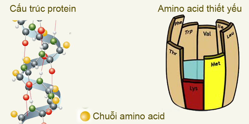 Axit amin là gì? 9 axit amin thiết yếu: vai trò, thực phẩm bổ sung