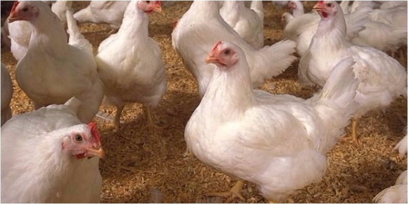 Bí quyết chế biến thịt gà công nghiệp không bị bở và dai ngon như gà ta