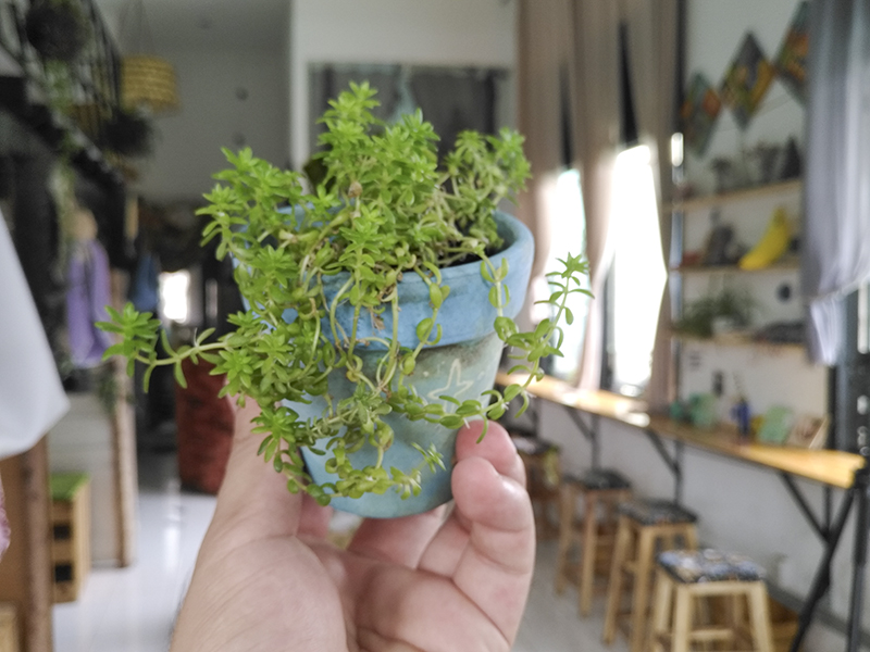 Trên tay Bphone 2017 Trên tay Bphone 2017