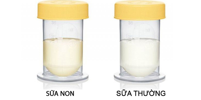 Sữa non là gì và lợi ích của sữa non-1 Sữa non là gì và lợi ích của sữa non-1