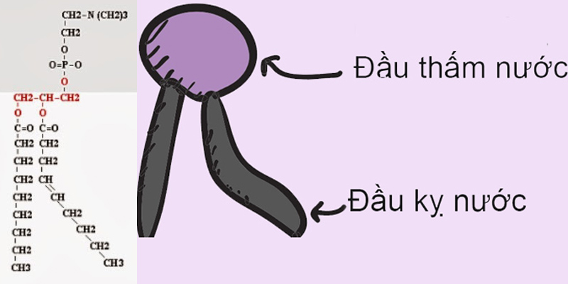 Phospholipid hay phosphatite là chất gì?-1