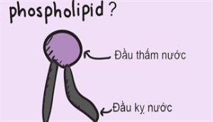 Phospholipid hay phosphatite là chất gì?