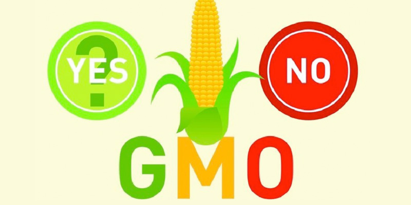 Cần cân nhắc để quyết định có nên tiêu thụ thực phẩm GMO hay không