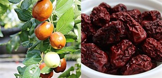 Những điều về táo tàu bạn có thể chưa biết
