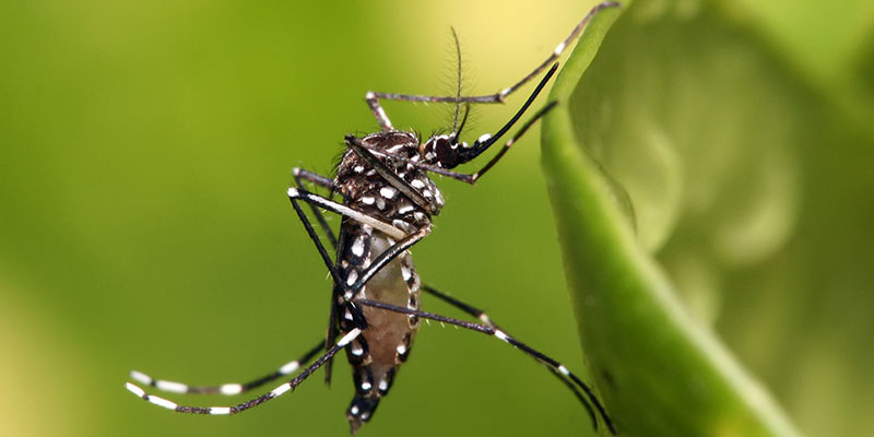 Muỗi đực không chích người