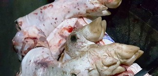 Lợn bị lở mồm, long móng vẫn được đóng dấu kiểm dịch đem ra chợ bán