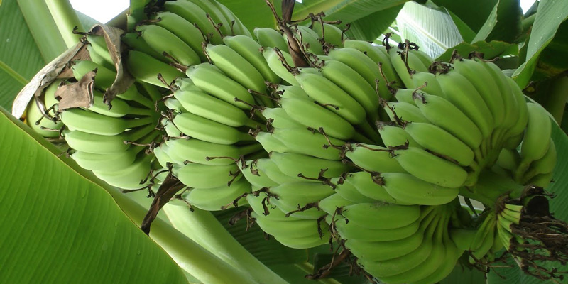 green banana