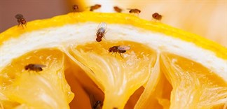 Những cách diệt ruồi giấm trong bếp cực đơn giản