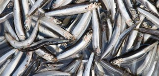 Ăn cá cơm tốt cho sức khỏe như thế nào?