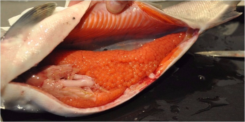 Trứng cá giàu dinh dưỡng hơn thịt cá, khó tin nhưng có thật