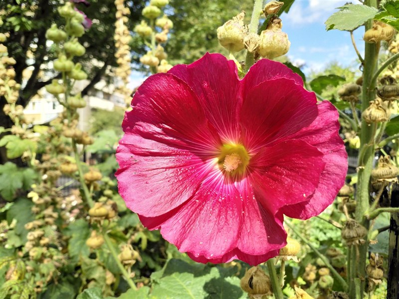 nokia-8-camera-test-flower-hdr5