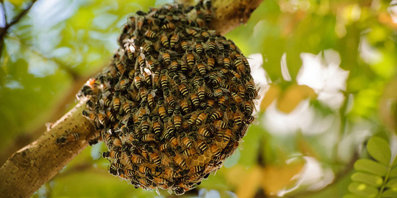 So sánh giữa mật ong rừng và mật ong nuôi