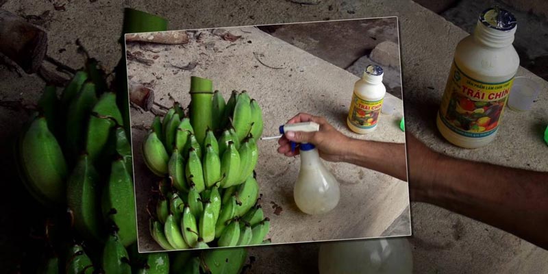Thông thường người ta dùng các dung dịch như CO 2, 4D (giúp chuối tươi lâu hơn, nhanh chín, diệt các vi khuẩn bám vào chuối và các loại trái cây) để ngâm tẩm chuối giúp vỏ chuối chín vàng đẹp hơn Thông thường người ta dùng các dung dịch như CO 2, 4D (giúp chuối tươi lâu hơn, nhanh chín, diệt các vi khuẩn bám vào chuối và các loại trái cây) để ngâm tẩm chuối giúp vỏ chuối chín vàng đẹp hơn
