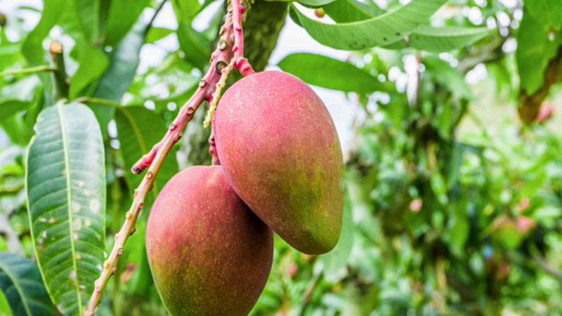 Eating mangoes slows down the aging process