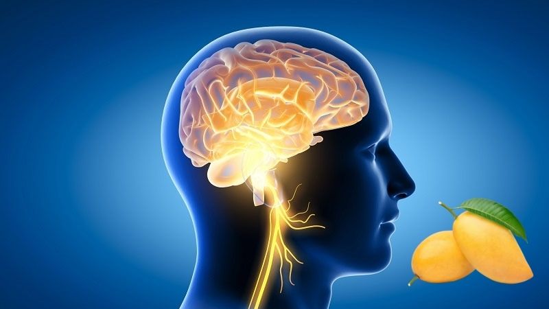 Eating mangoes enhances brain health