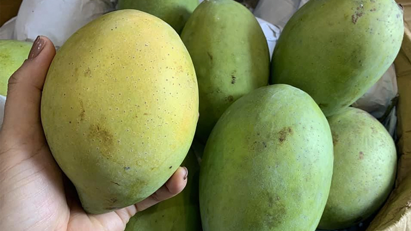 Choose mangoes based on firmness
