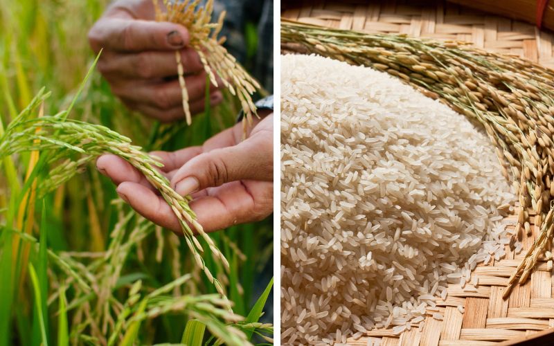 Gạo trắng (gạo tẻ) là loại gạo quen thuộc trong mỗi gia đình người Việt