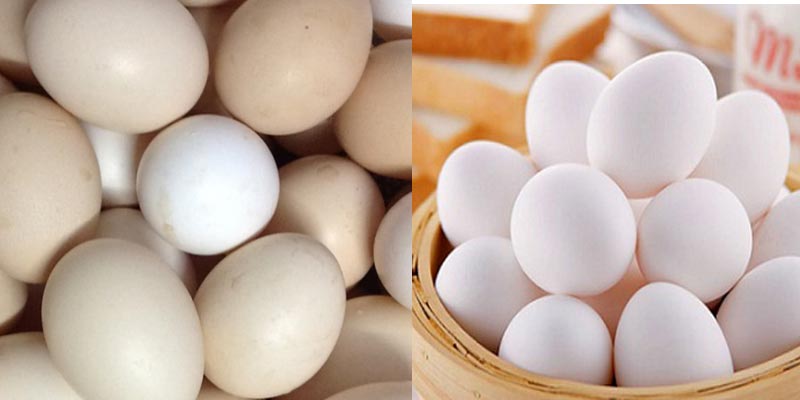 Trứng gà công nghiệp có màu trắng hơi phớt hồng, trông như có lớp bụi trắng phủ lên, không có độ bóng, vỏ rất sạch sẽ. Còn trứng gà ta màu trắng, độ bóng tự nhiên và có dính vết bẩn trên vỏ.