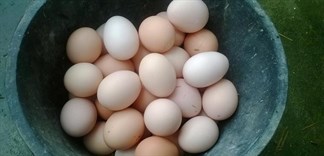 Phân biệt trứng gà ta với gà công nghiệp tẩy trắng